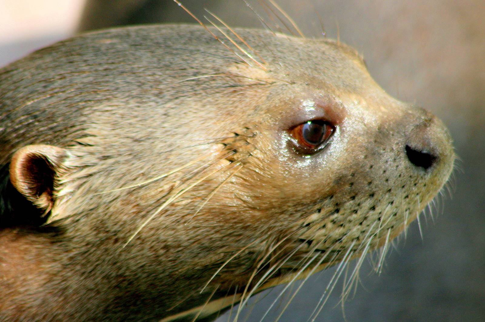 Giant otter; RSCC; 31st July 2015