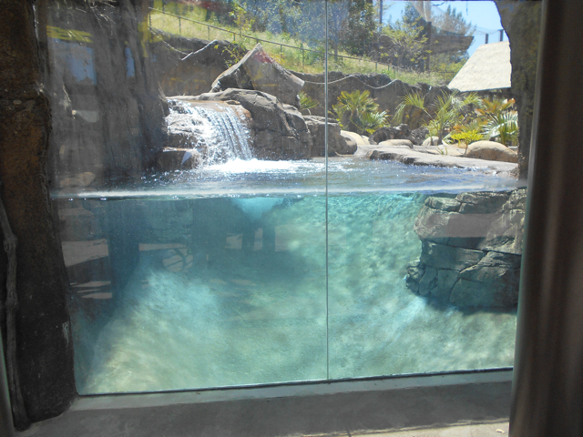 Giant otter second viewing area