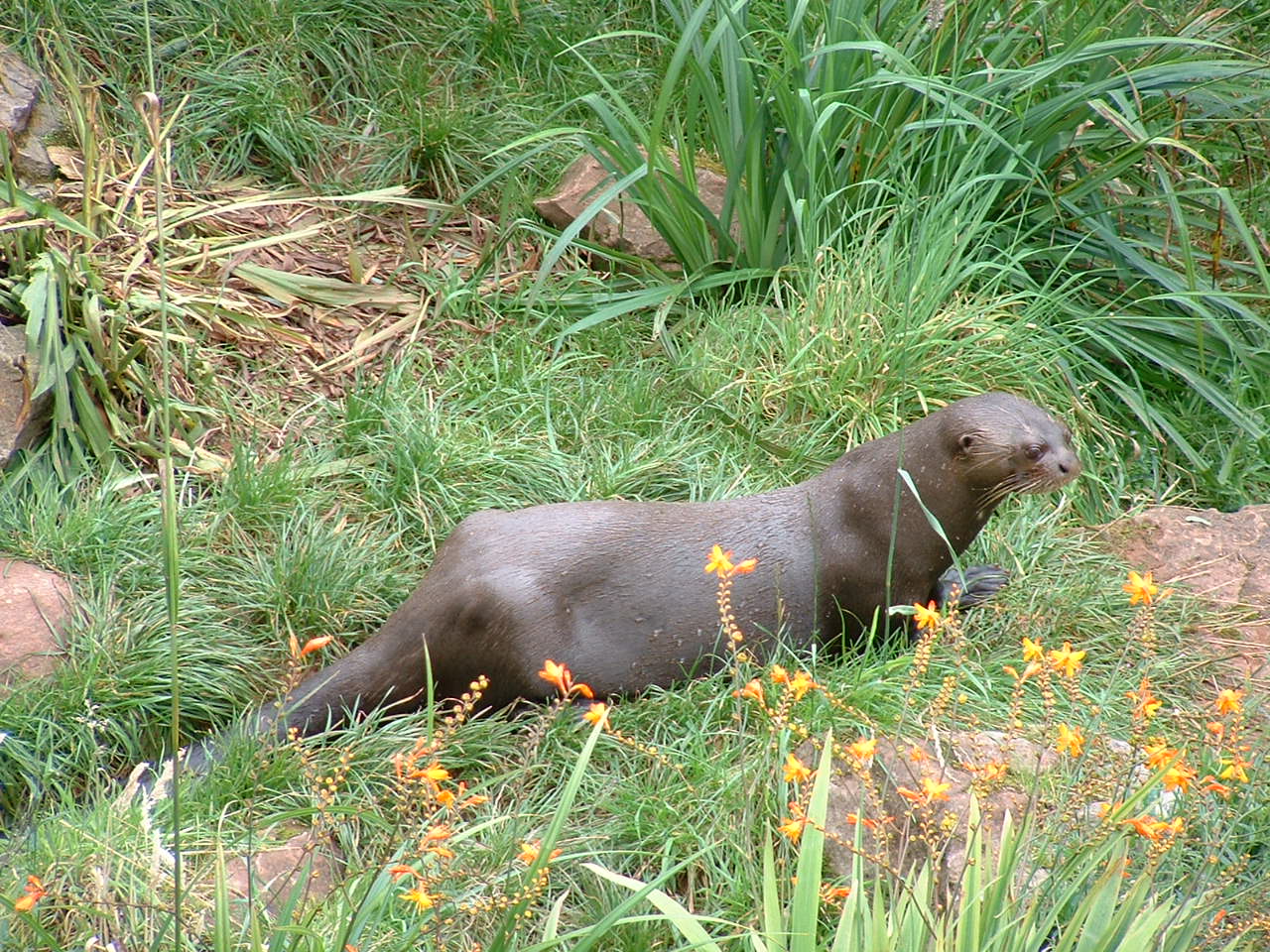 Giant Otter - Sept 2012