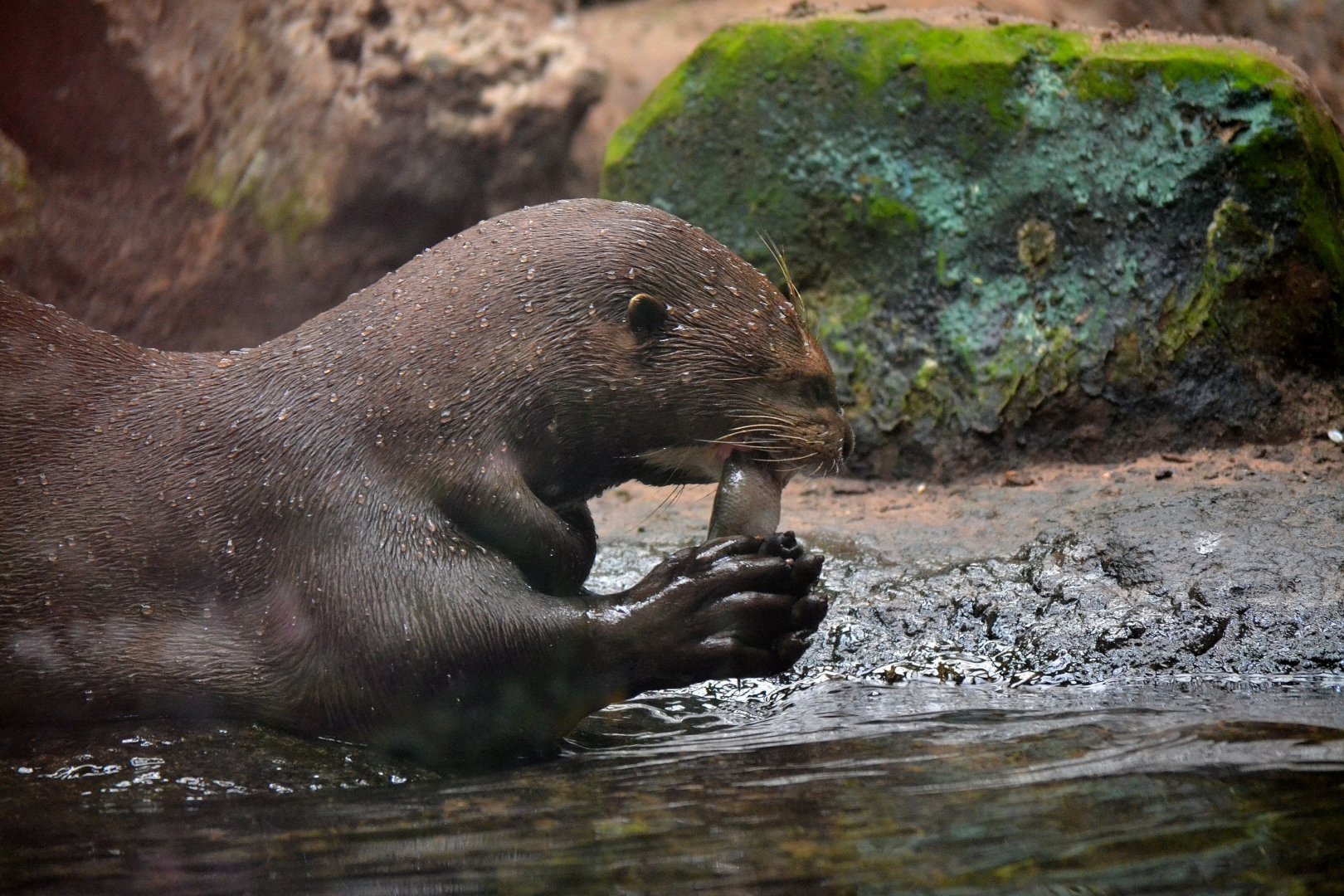 Giant Otter - September 2017