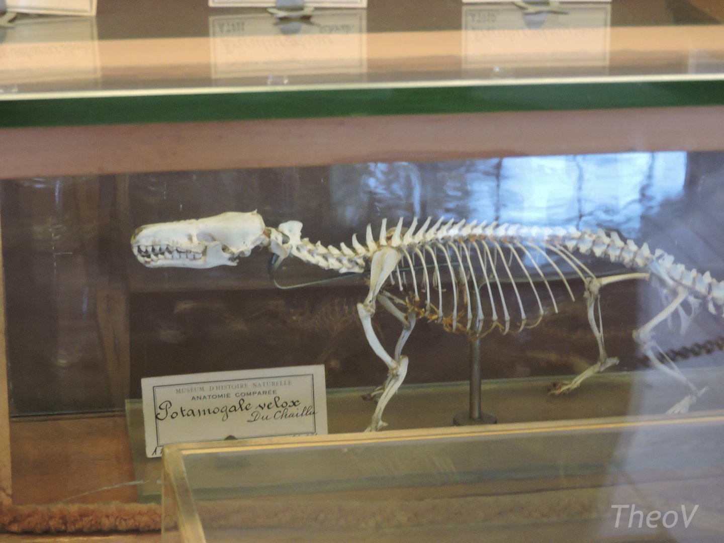 Giant otter shrew [2015]