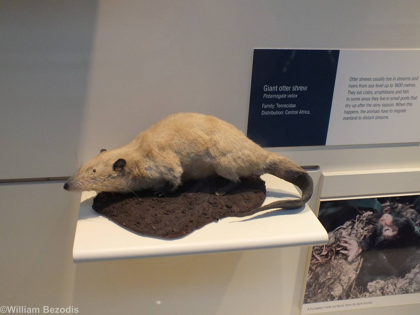 Giant Otter Shrew - NHM London