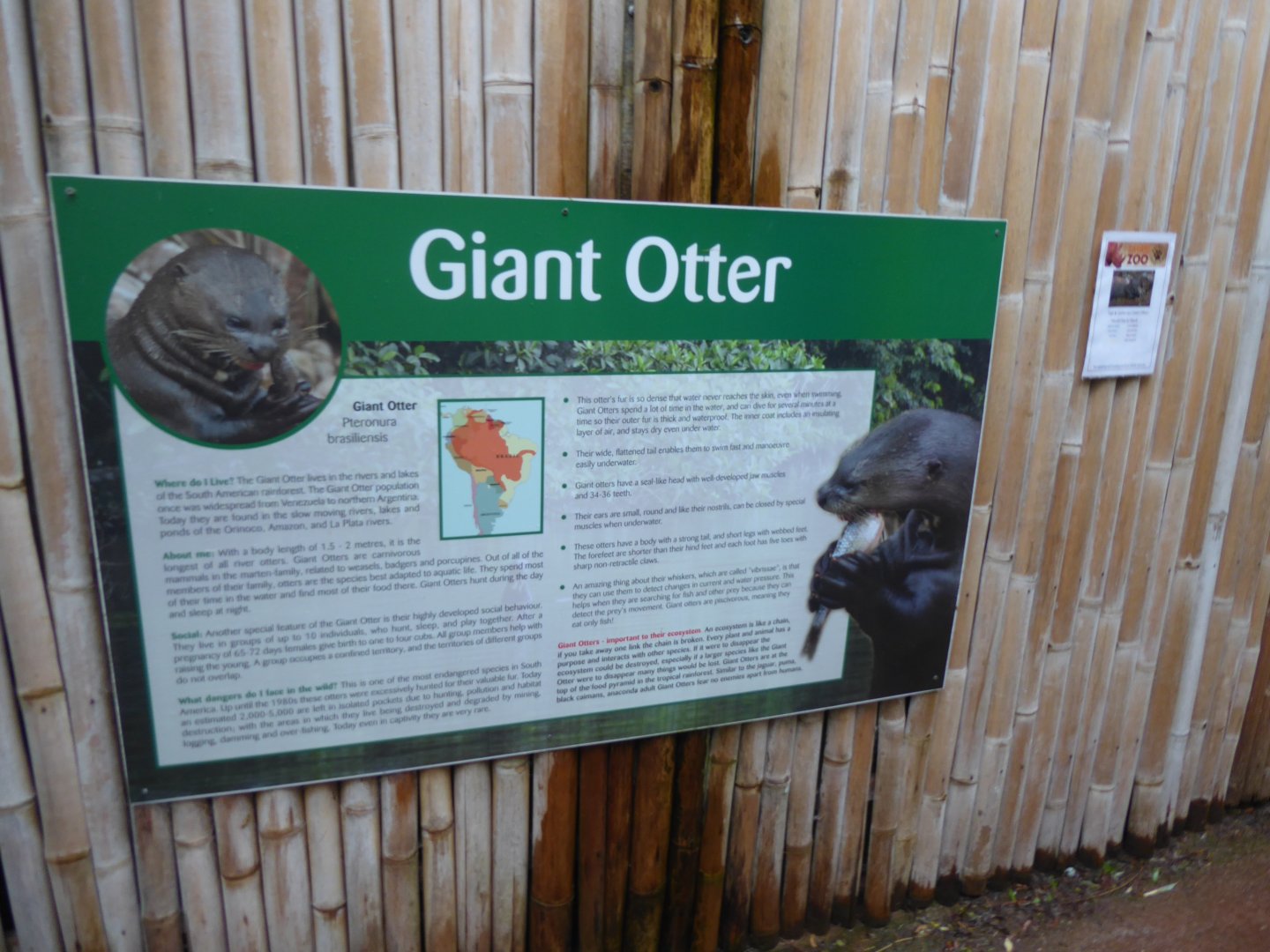 Giant otter sign 020817