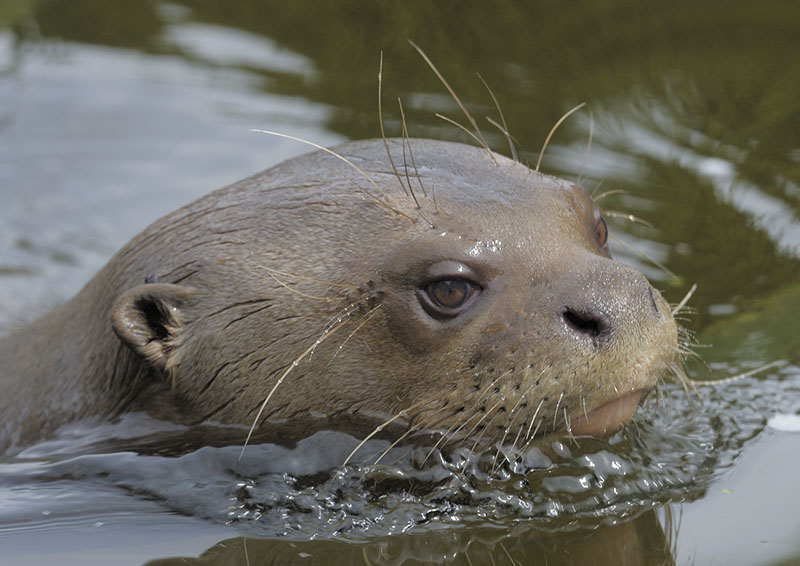 Giant otter swimming