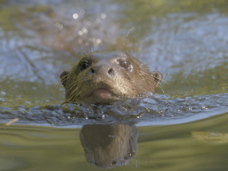 Giant otter swimming