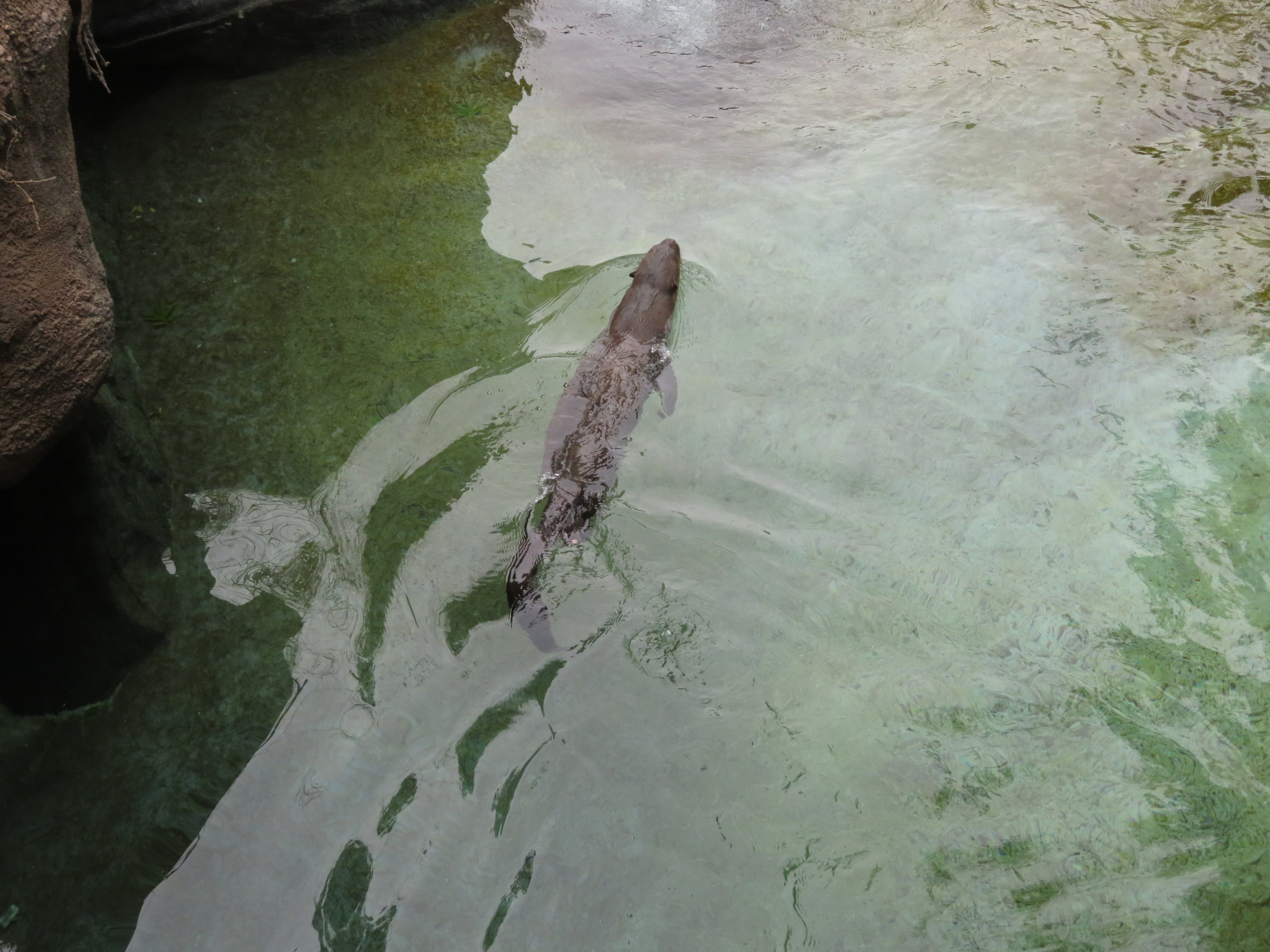 Giant Otter Swimming
