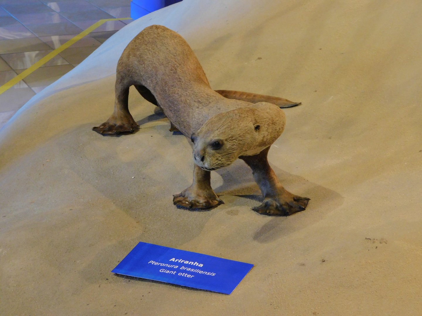 Giant otter taxidermy - Museum of PUC Minas - Brazil