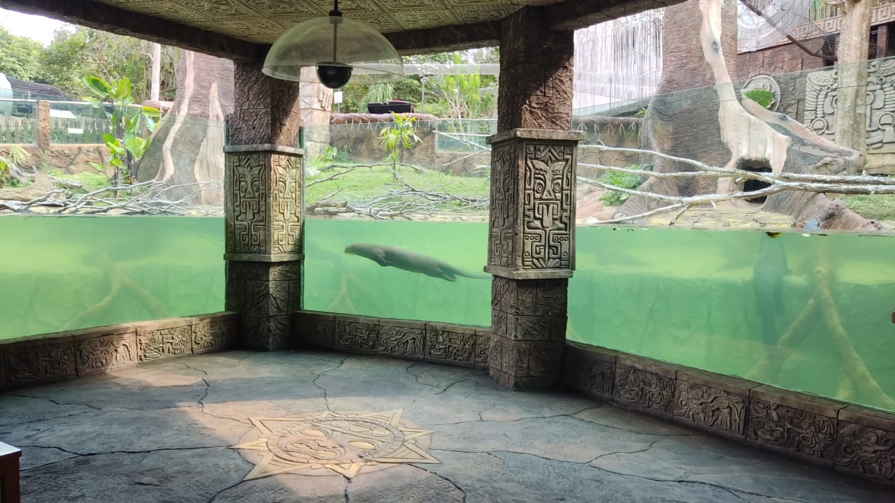 Giant Otter underwater viewing area