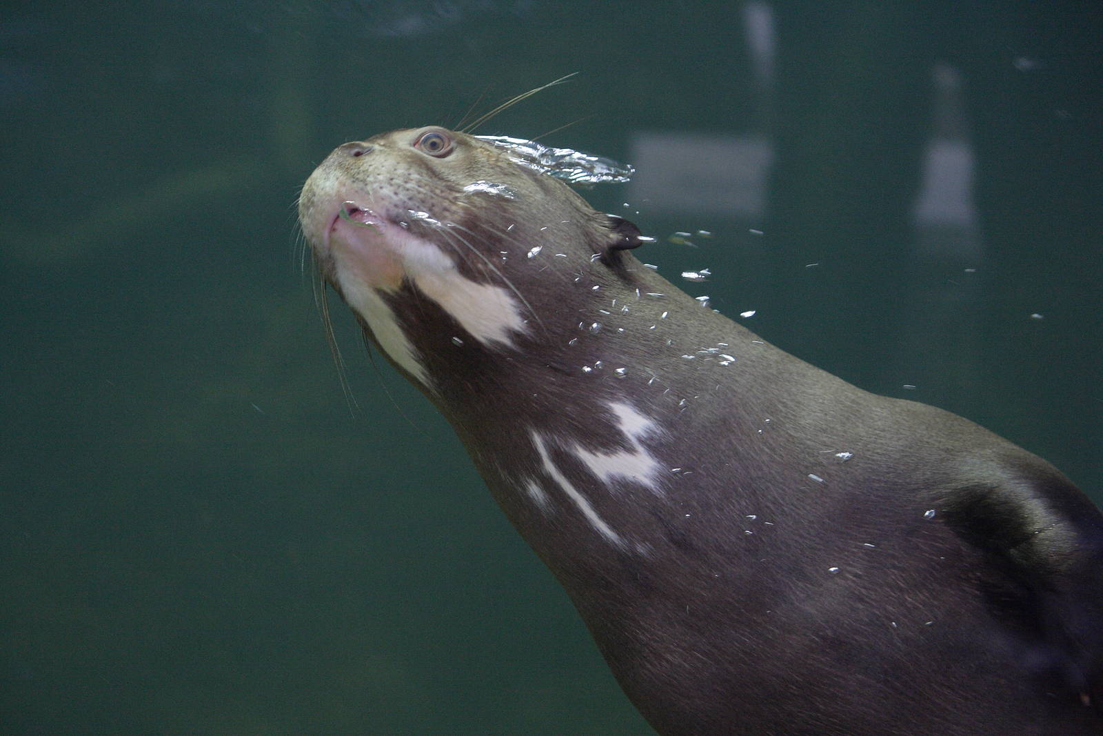 Giant otter underwater