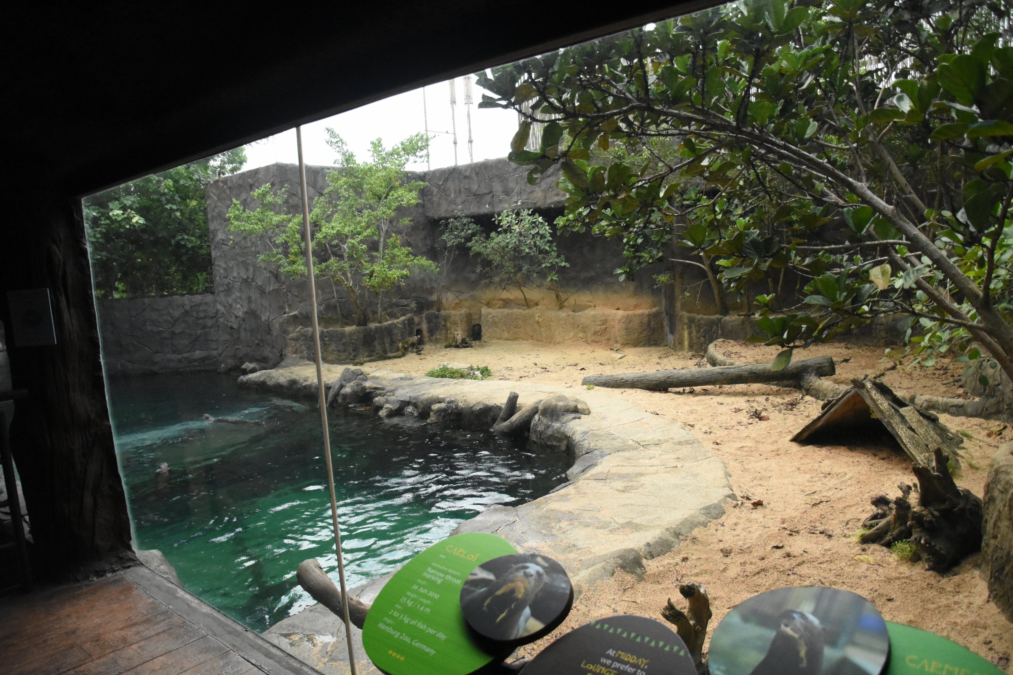 Giant otter upper viewing