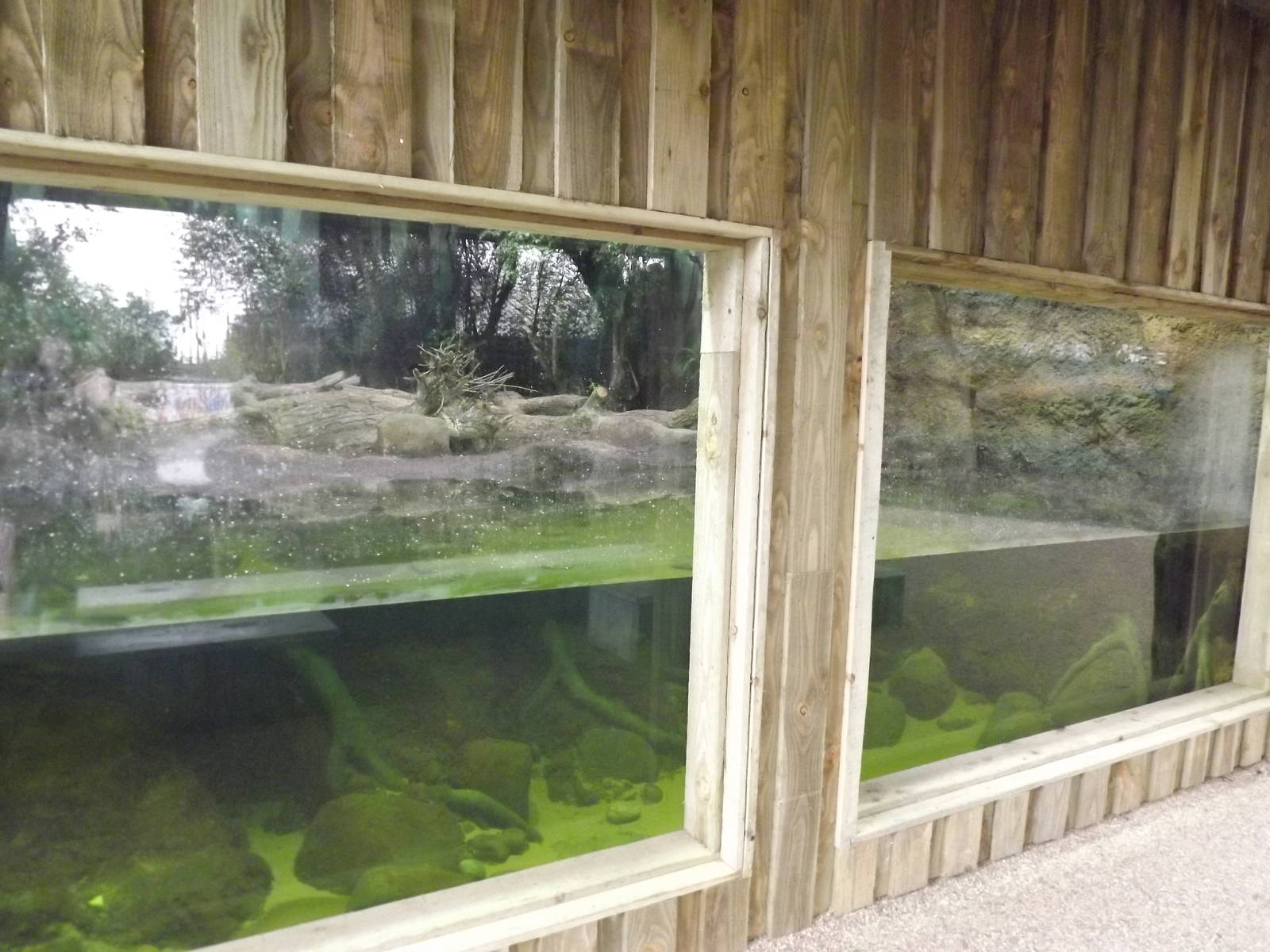 Giant Otter viewing at Chester Zoo 31/03/12