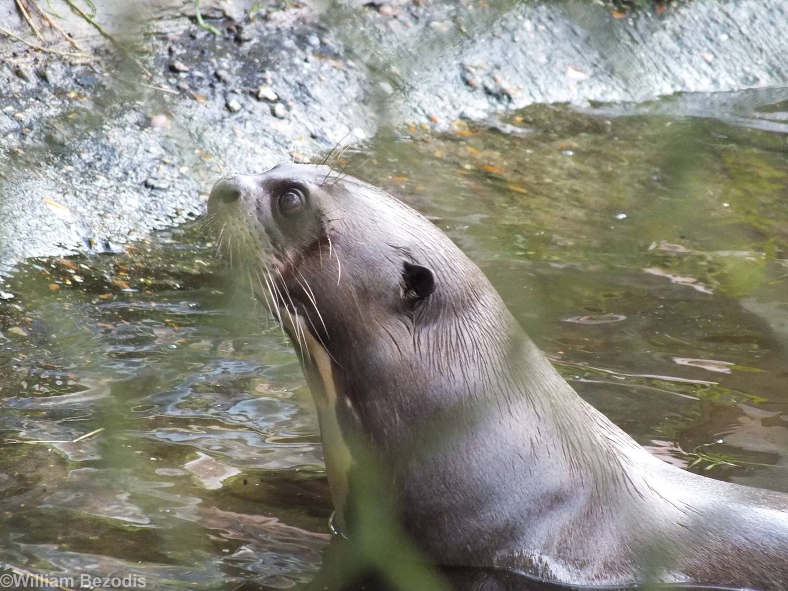 Giant Otter Waiting for Food