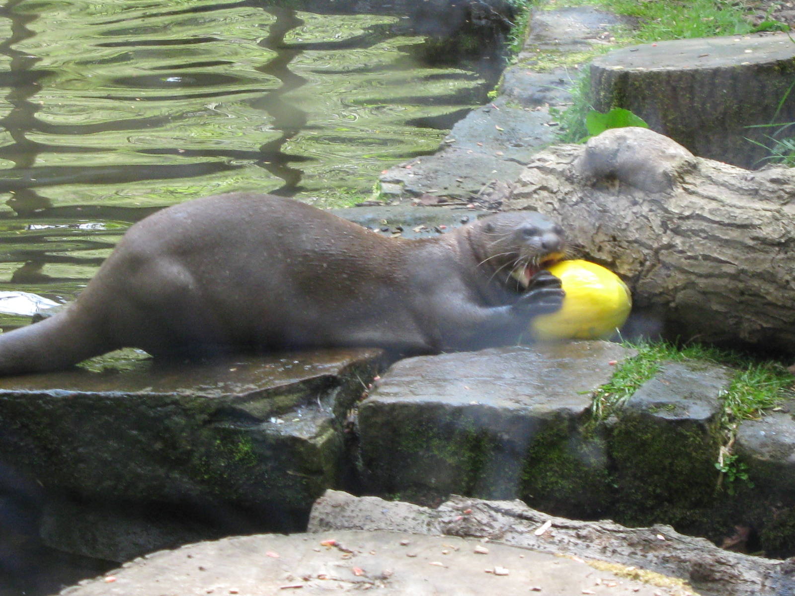 Giant Otter with lunch 15.5.10