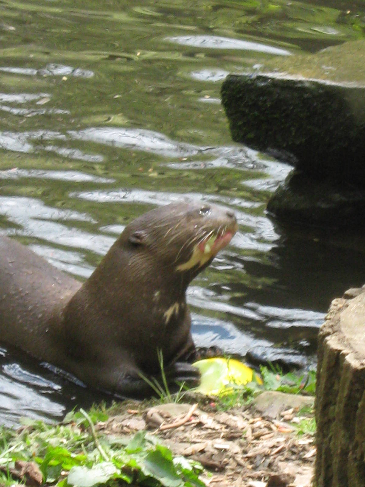 Giant Otter with Melon 15.5.10