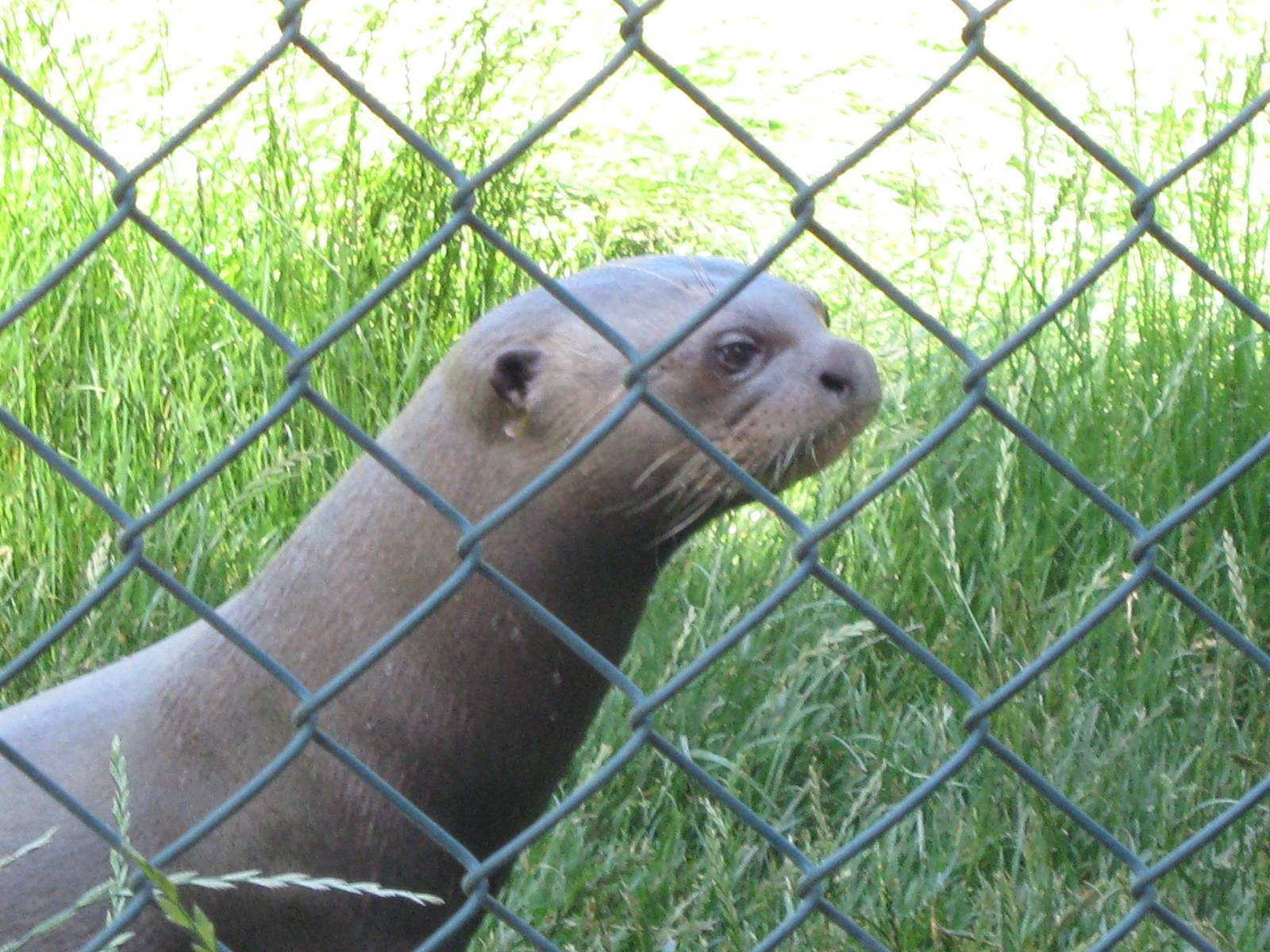 Giant Otter, Xingu (m) 30.6.10