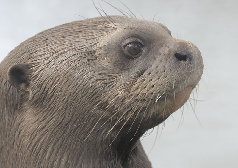 Giant otter, Xingu