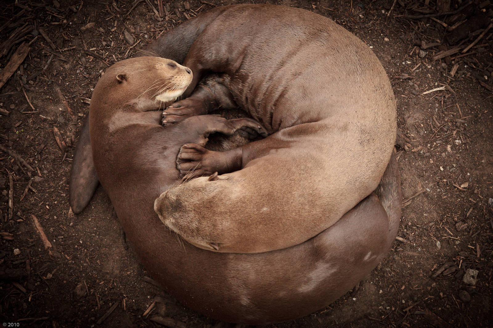 Giant Otter Yin-Yang - 28/06/2010