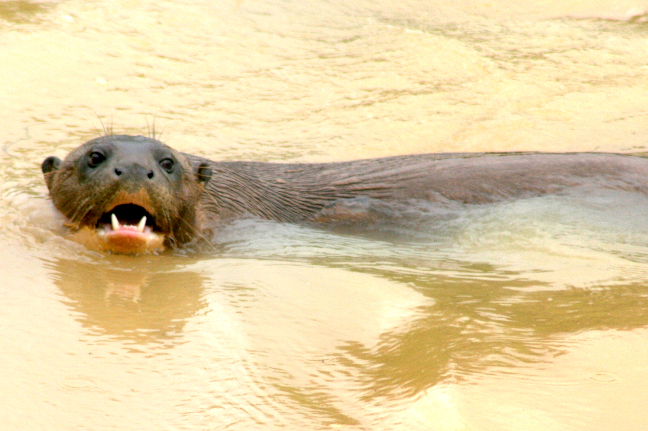 Giant otter; Yorkshire Wildlife Park; 19th August 2017