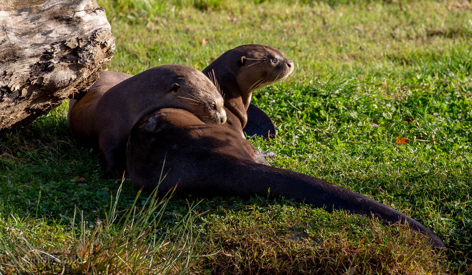 Giant otter : Yorkshire WP : 10 Nov 2018