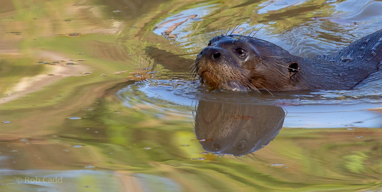 Giant otter : Yorkshire WP : 10 Nov 2018