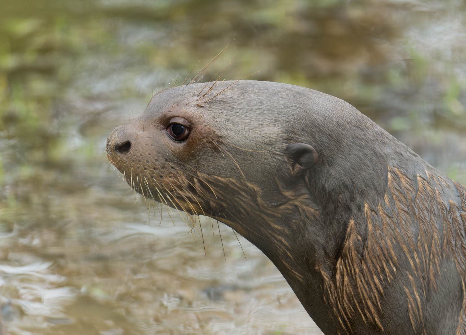 Giant otter, YWP, UK