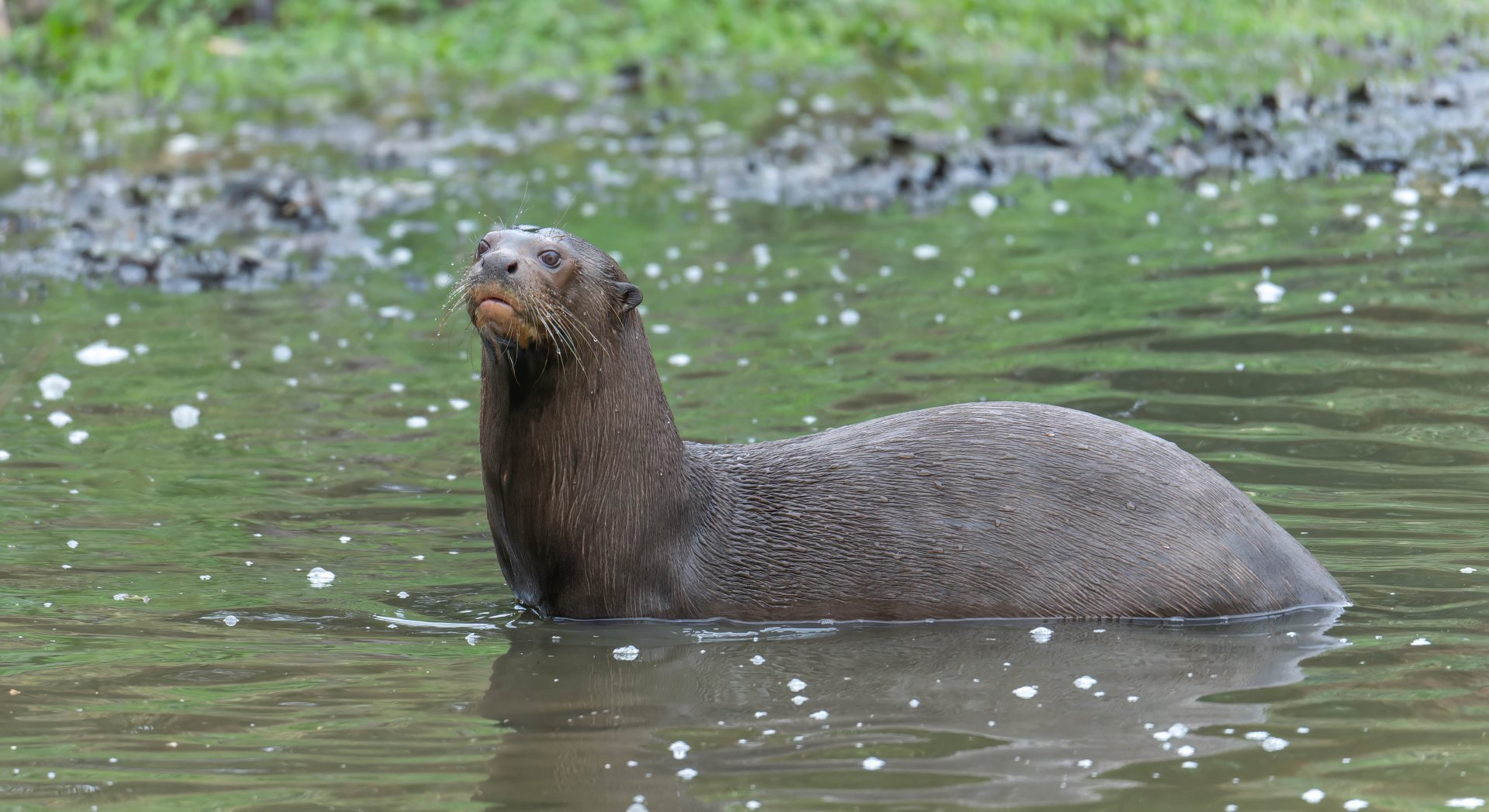 Giant otter, YWP, UK