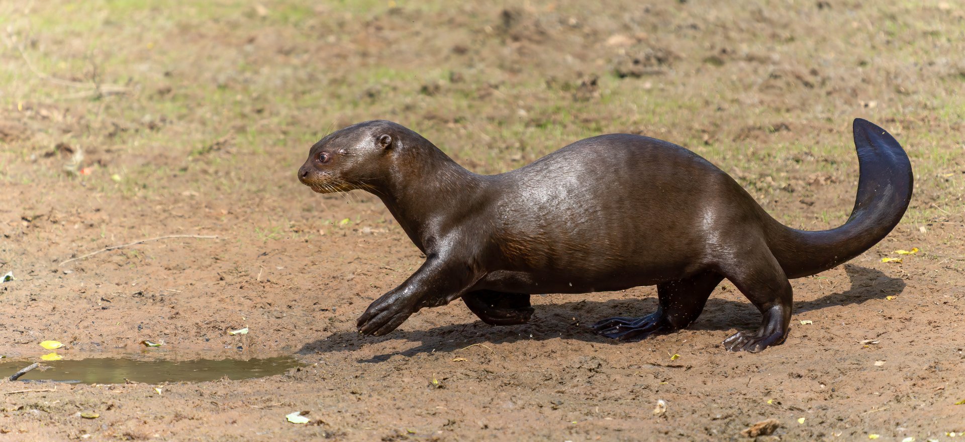 Giant otter, YWP, UK