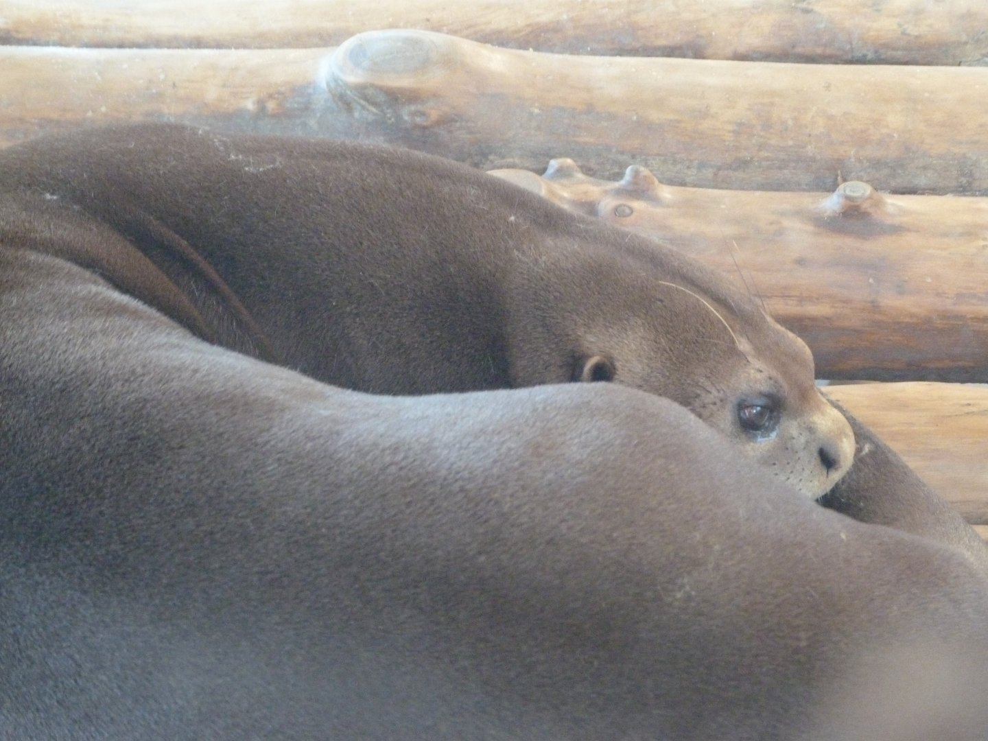 Giant otter -Zoo Aquarium de Madrid (2025)