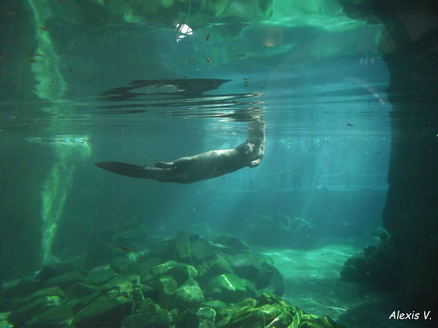 Giant Otter - Zooparc de Beauval - 10/2020