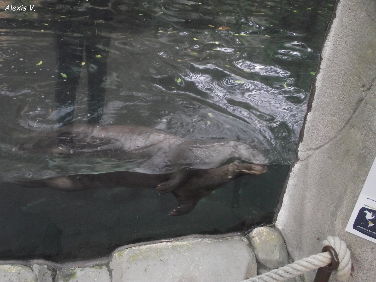 Giant Otter - Zooparc de Beauval - 11/2021