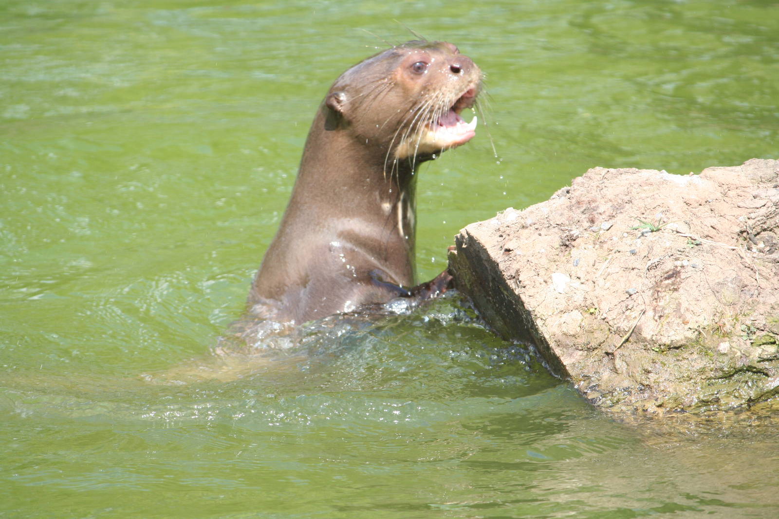 Giant Otter
