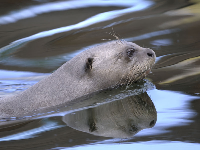 Giant otter