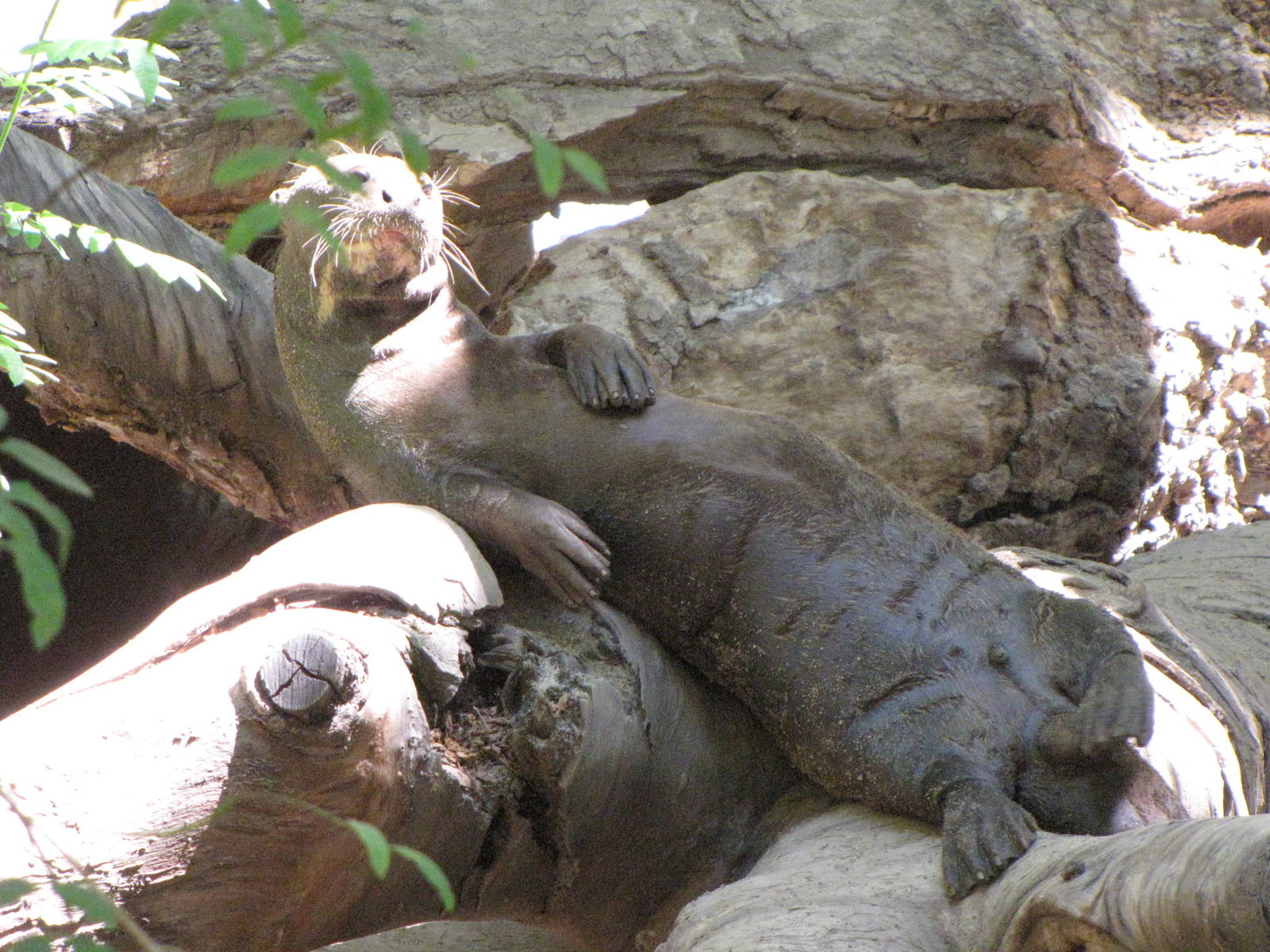 Giant Otter