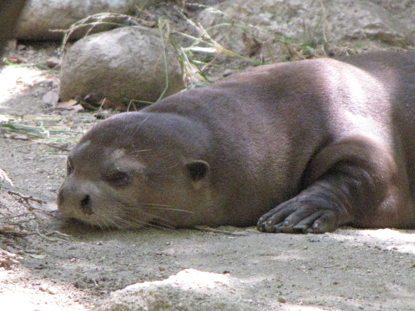 Giant Otter