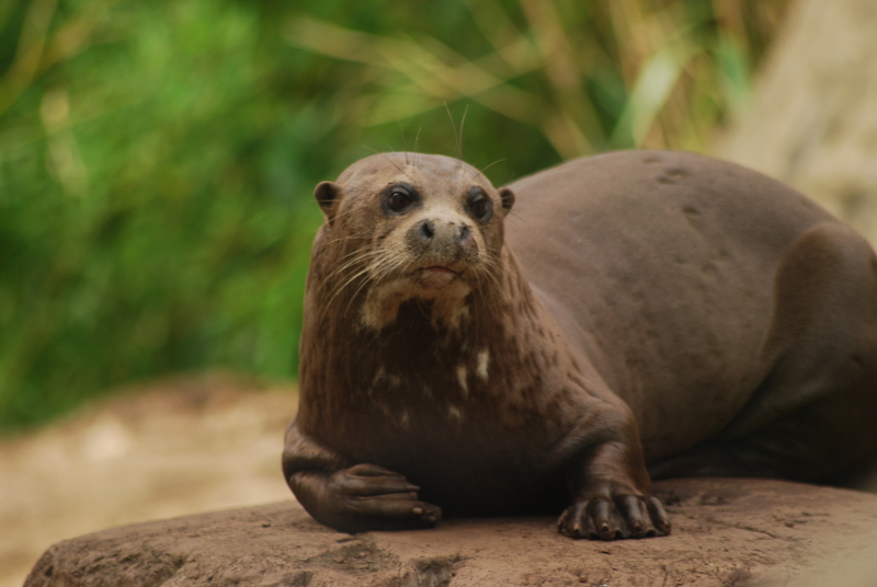 Giant otter