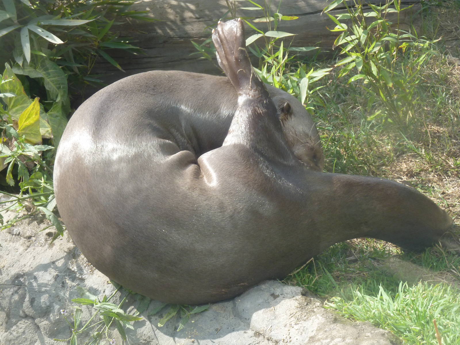 Giant Otter