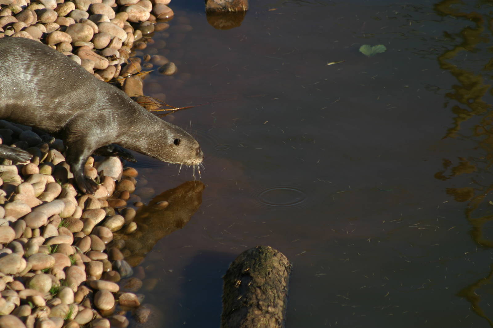 Giant Otter
