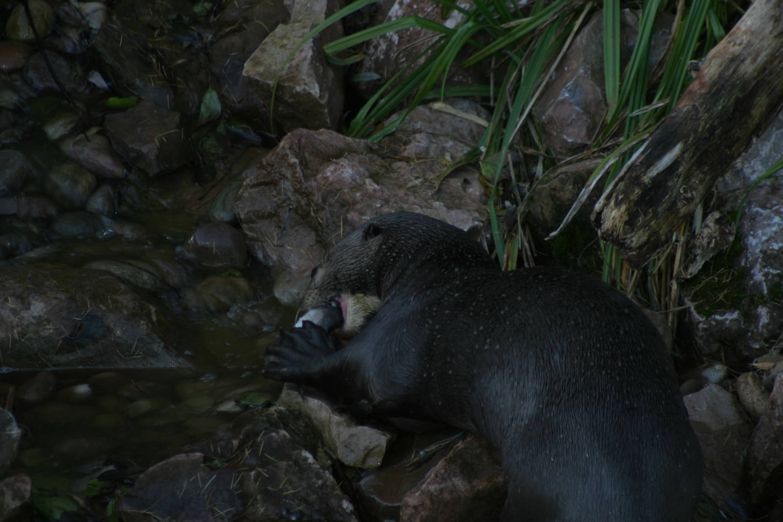 Giant Otter