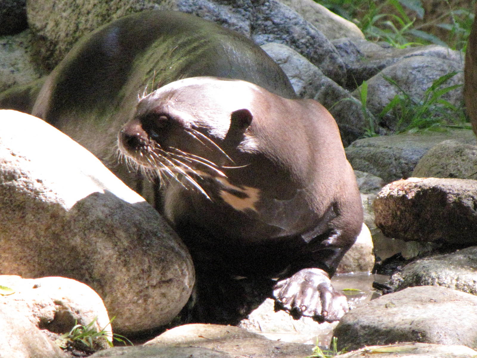 Giant Otter