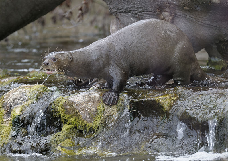 Giant otter