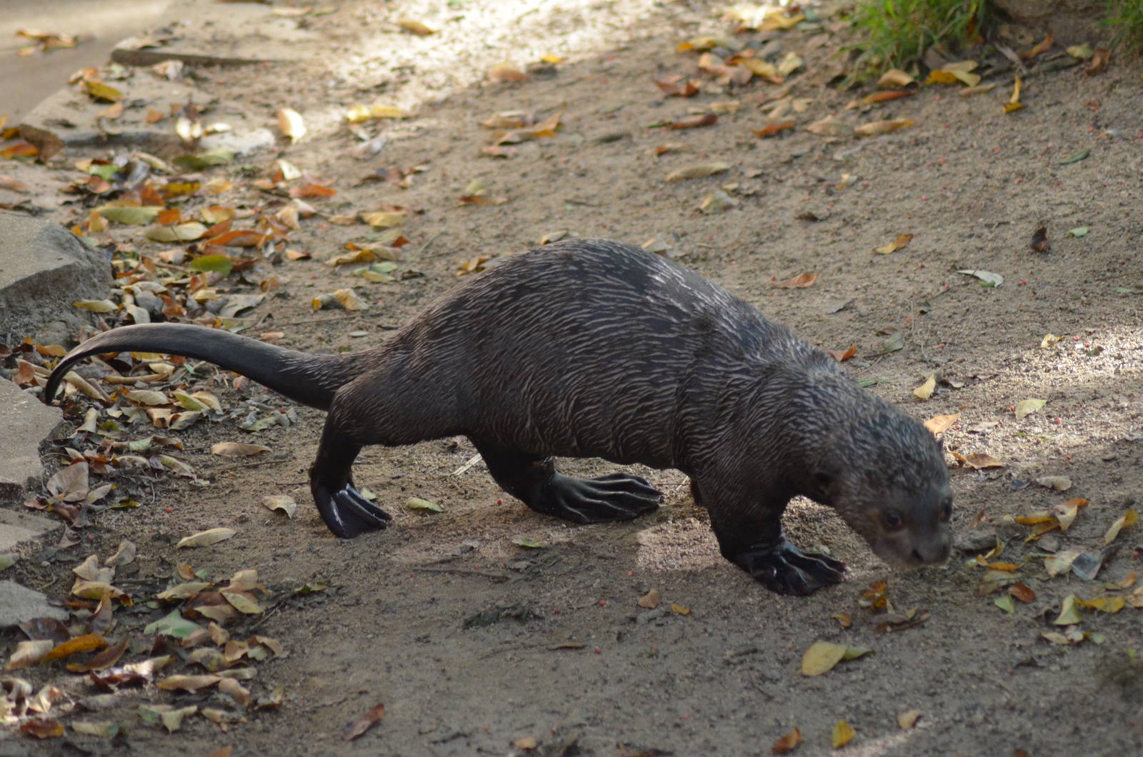 Giant Otter