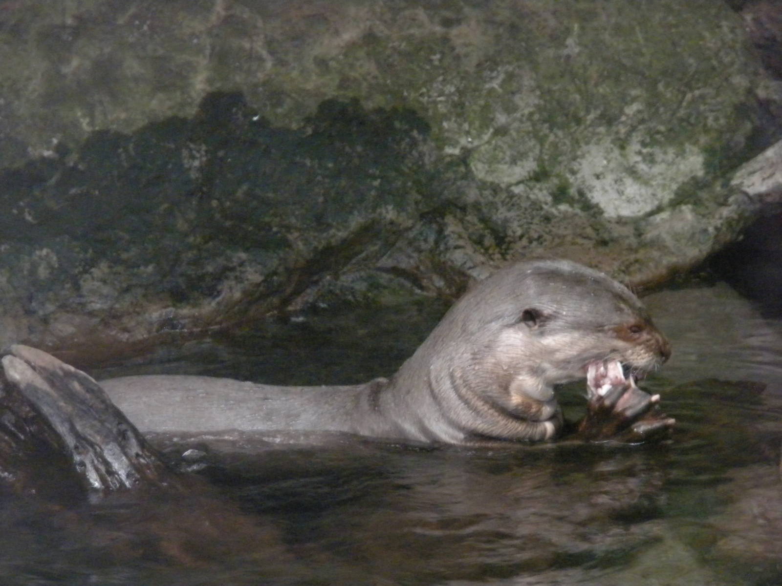 Giant Otter
