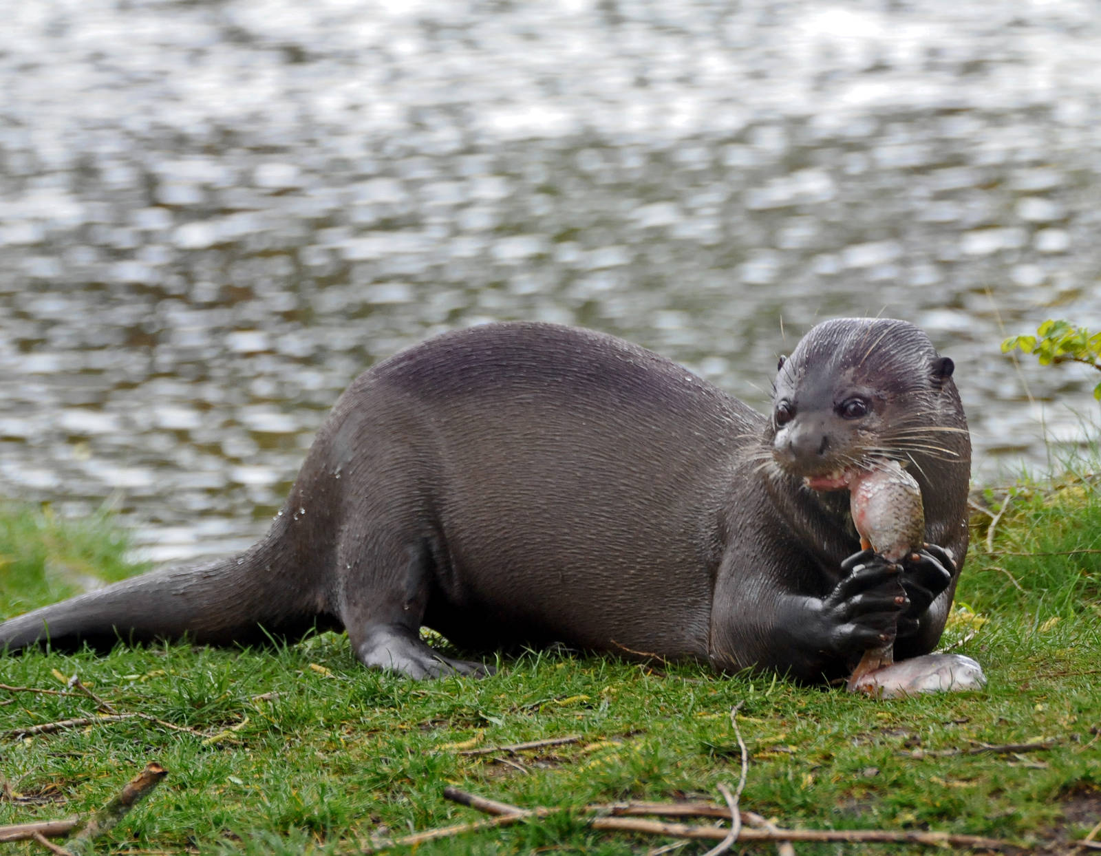 Giant Otter