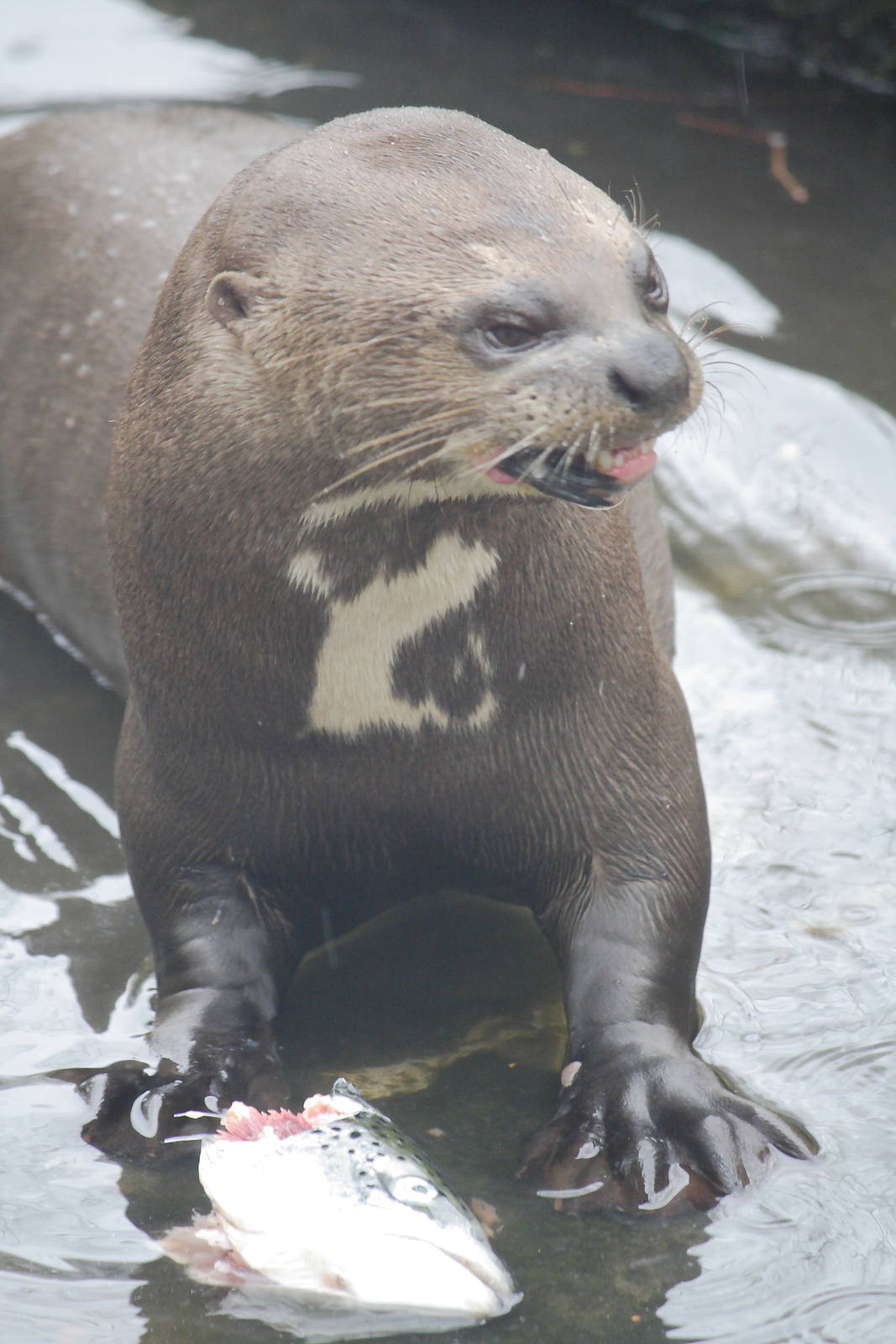 Giant otter