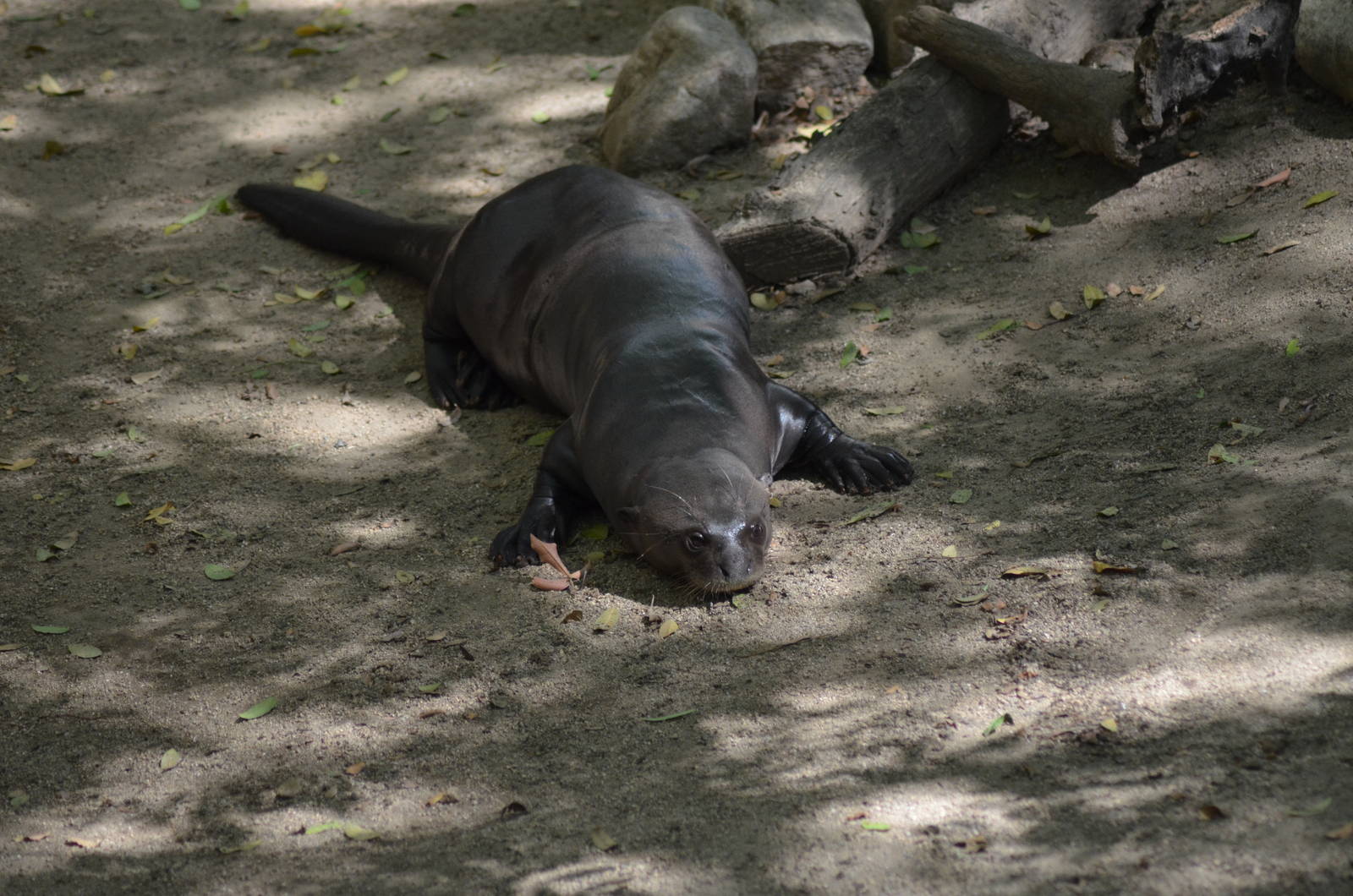 Giant Otter