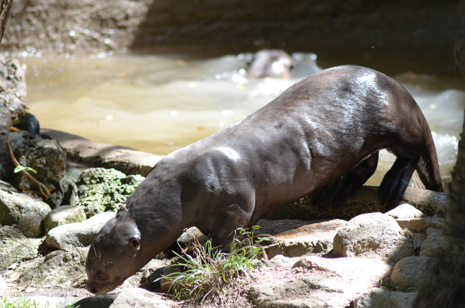 Giant Otter