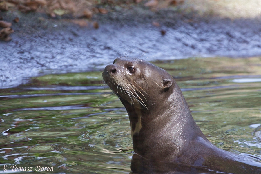 Giant Otter
