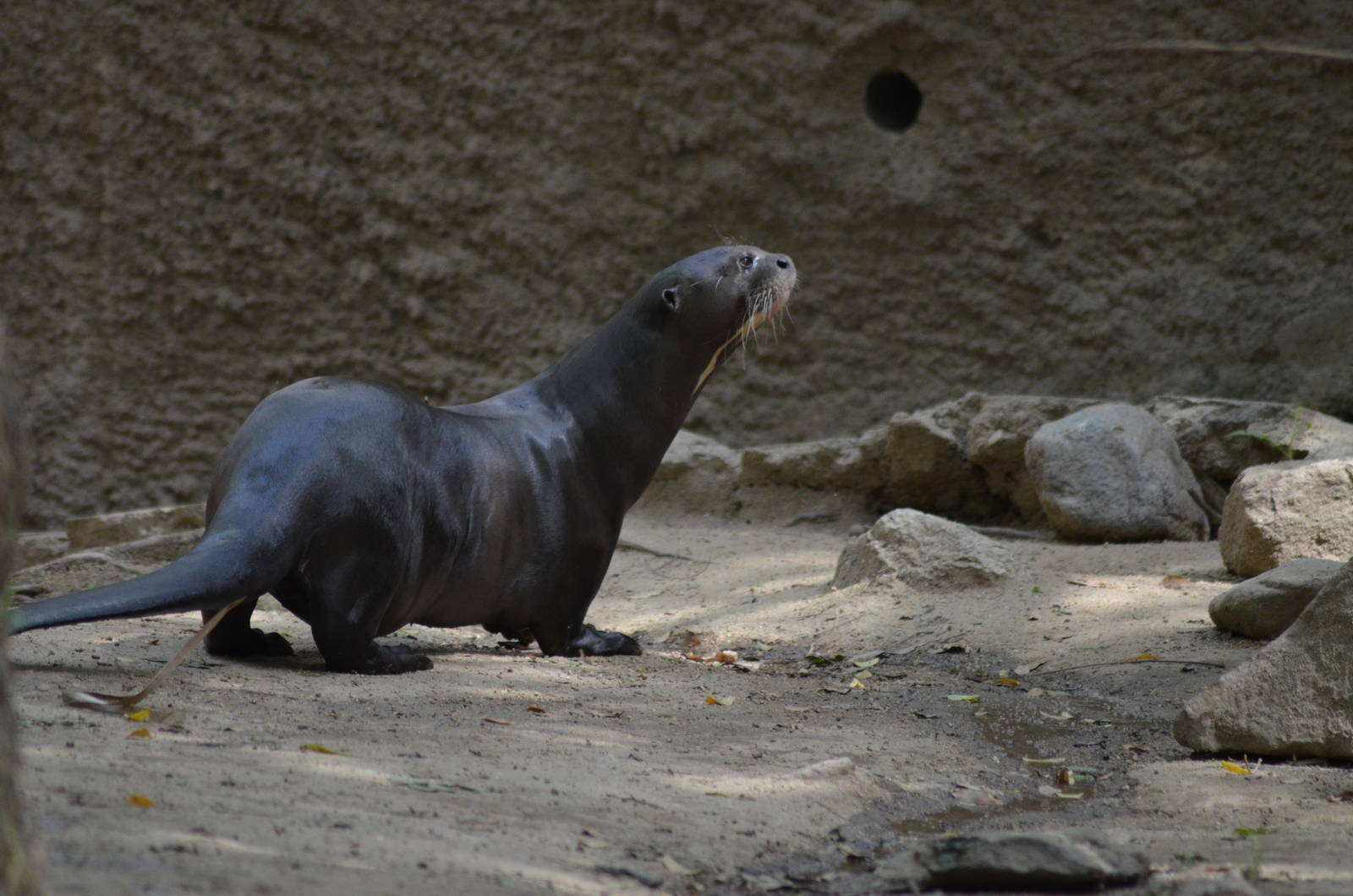 Giant Otter