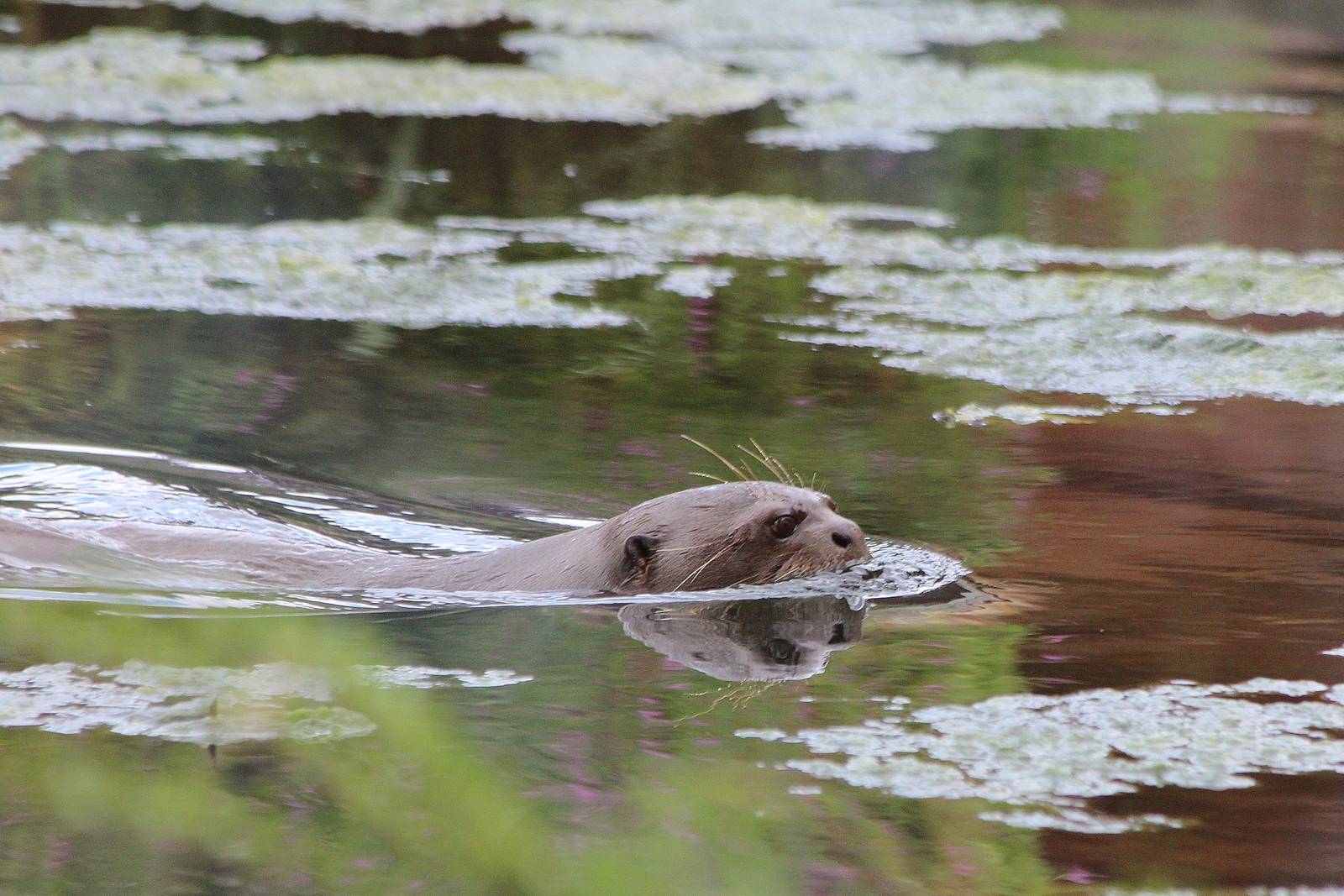 Giant Otter