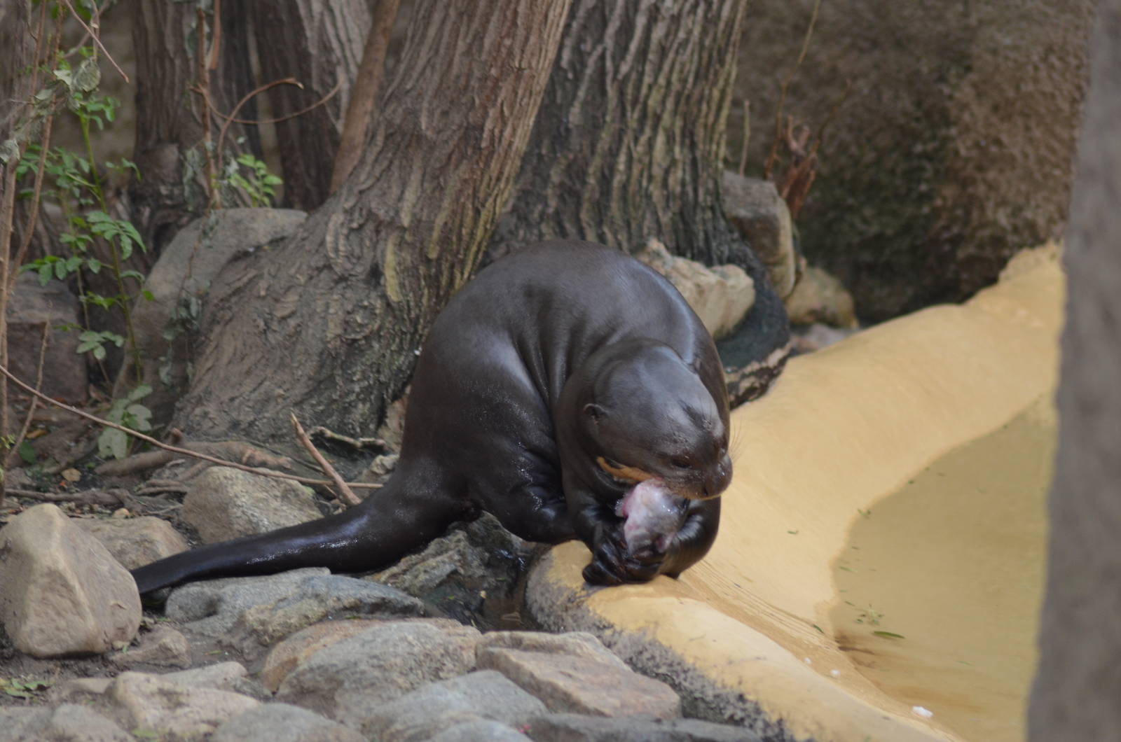 Giant Otter